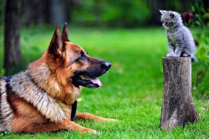 Обои из категории «Животные»