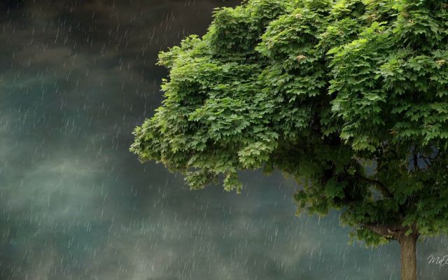 Изображение №36 1920x1080 «Дерево, дождь» из коллекции «Дождь»
