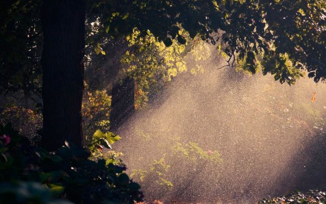 Изображение №41 1920x1080 «Дождь в лесу» из коллекции «Дождь»