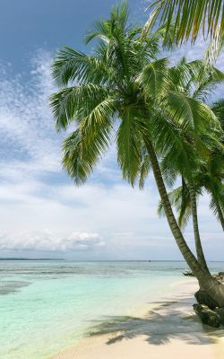 Изображение №2 3024x4032 «Пальмы, Панама» из коллекции «Пляж»