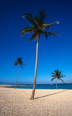 Изображение №4 3562x5397 «Синее небо, пляж, пальмы» из коллекции «Пляж»