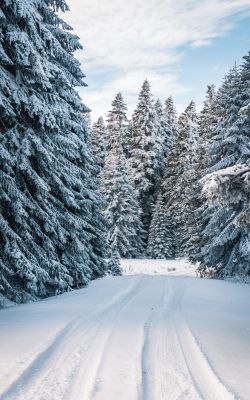 Изображение №3 3648x5472 «Заснеженная дорога в лесу» из коллекции «Зимний лес»