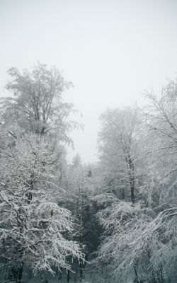 Изображение №5 3456x5184 из коллекции «Зимний лес»