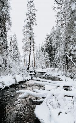 Изображение №11 3712x5568 «Ручей в зимнем лесу» из коллекции «Зимний лес»