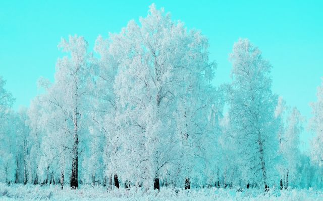 Изображение №14 4896x3264 «Зимний лес, берёзы, Россия» из коллекции «Зимний лес»