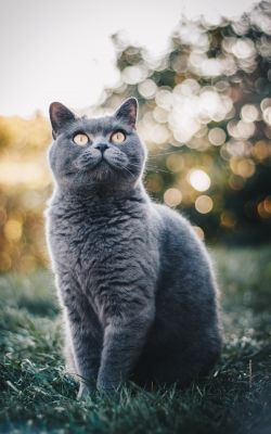 Изображение №10 2010x2560 из коллекции «Коты и кошки»