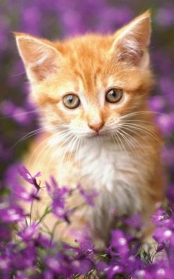 Изображение №19 1080x1920 «Рыжий котик в цветах» из коллекции «Коты и кошки»