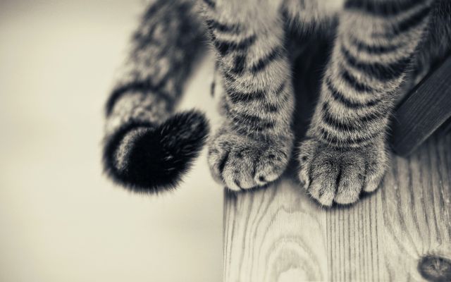Изображение №21 2560x1574 «Лапки и хвост» из коллекции «Коты и кошки»