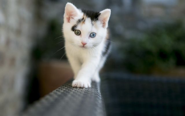 Изображение №24 2560x1440 «Трёхцветный котик» из коллекции «Коты и кошки»