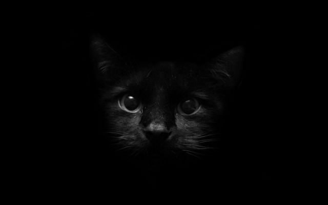 Изображение №40 1920x1080 «Милый черный кот на черном фоне» из коллекции «Коты и кошки»