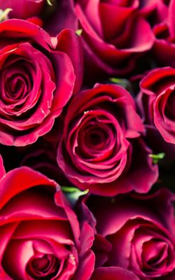 Изображение №13 736x1308 «Красные розы» из коллекции «Валентинов день»