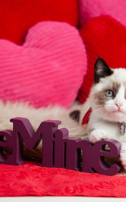 Изображение №19 2048x2048 «Валентинов день, be mine, кошка» из коллекции «Валентинов день»