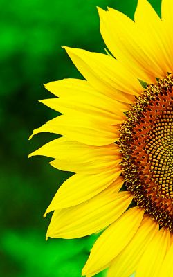 Изображение №4 800x1280 «Половина подсолнуха» из коллекции «Подсолнечник, подсолнух»