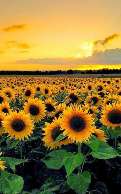 Изображение №10 1080x1920 «Поле подсолнечников, закат, пейзаж» из коллекции «Подсолнечник, подсолнух»