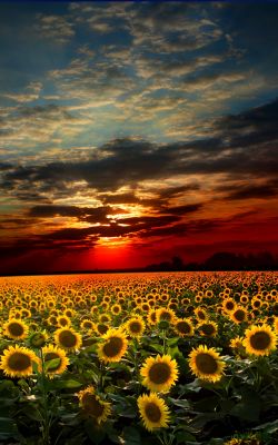 Изображение №12 2700x2700 «Пейзаж, красное небо, поле подсолнухов» из коллекции «Подсолнечник, подсолнух»