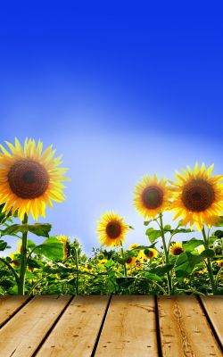 Изображение №15 1440x2560 из коллекции «Подсолнечник, подсолнух»