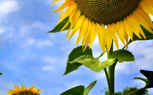 Изображение №12 1920x1177 из коллекции «Подсолнечник, подсолнух»