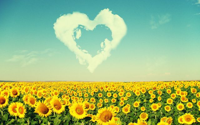 Изображение №14 2592x1944 «Пейзаж, поле подсолнухов, сердце из облаков в небе» из коллекции «Подсолнечник, подсолнух»
