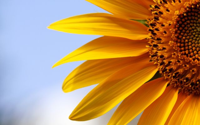 Изображение №15 2000x1333 «Посолнечник, макро» из коллекции «Подсолнечник, подсолнух»