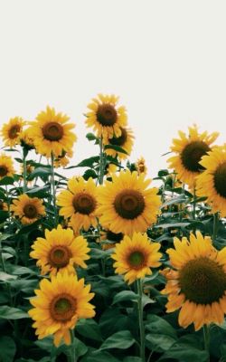 Изображение №20 719x1280 из коллекции «Подсолнечник, подсолнух»