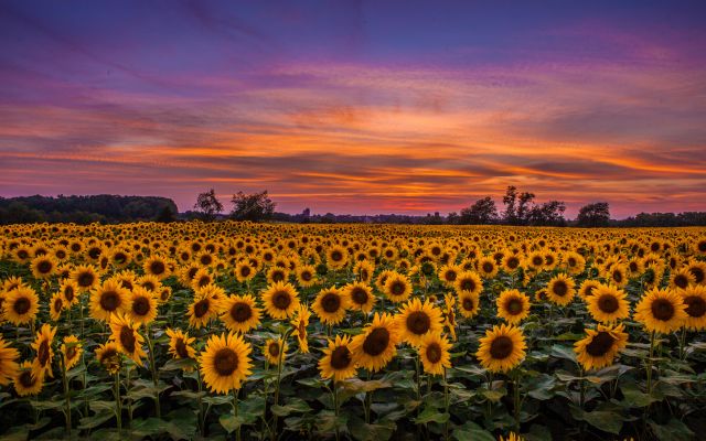 Изображение №25 5616x3744 «Поле подсолнухов, закат» из коллекции «Подсолнечник, подсолнух»
