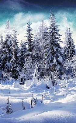 Изображение №23 750x1334 из коллекции «Зимний лес»