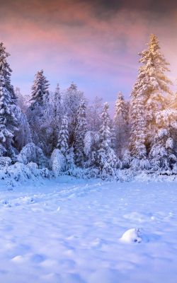 Изображение №29 2430x4320 из коллекции «Зимний лес»