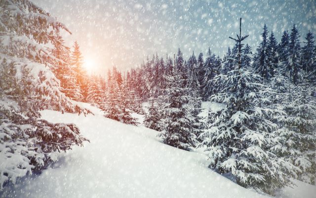 Изображение №32 5120x3544 «Падающий снег, зимний лес, пейзаж, ёлки» из коллекции «Зимний лес»