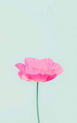 Изображение №27 736x1376 «Розовый цветок, минимализм» из коллекции «Милые»