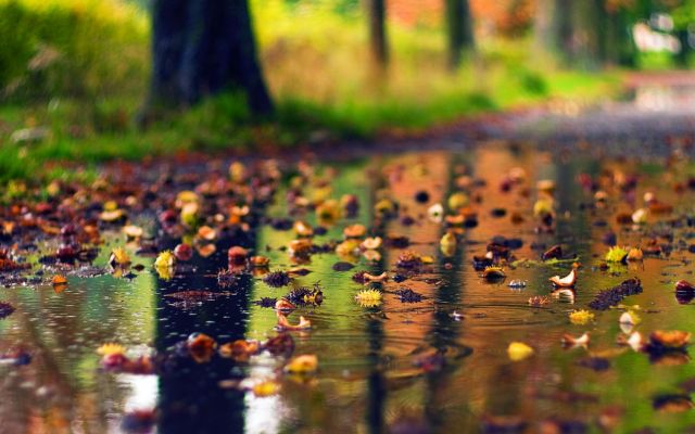 Изображение №32 1920x1080 «Природа после дождя» из коллекции «Дождь»